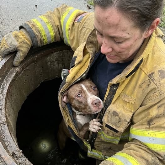 🐾 El perro atrapado en un drenaje se negó a soltar a la bombera que lo salvó ❤️