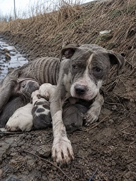💔🐾 La arrojaron desde un coche embarazada… pero sobrevivió para salvar a sus cinco bebés