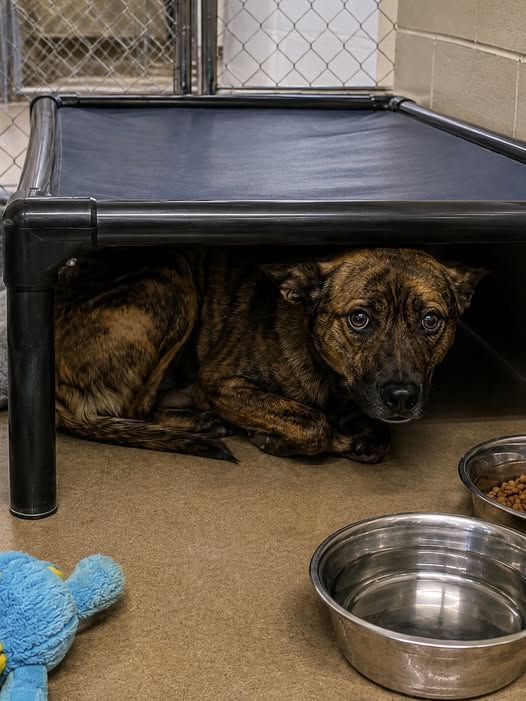 🐾🌟 Bruno: una historia que nos recuerda que el amor necesita tiempo