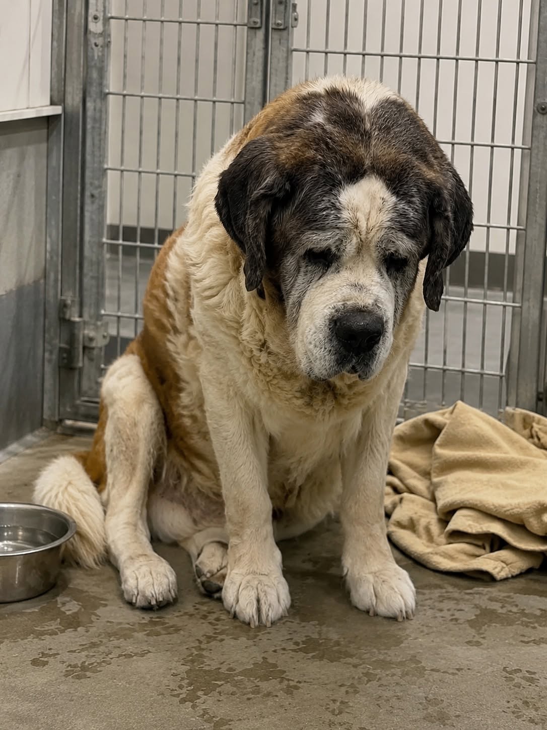 🐾💔 Lo adoptaron para acompañarlo en sus últimos días… pero el destino tenía otros planes