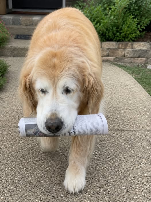 🐾💔 El perro ciego que todavía sale cada mañana a buscar el periódico